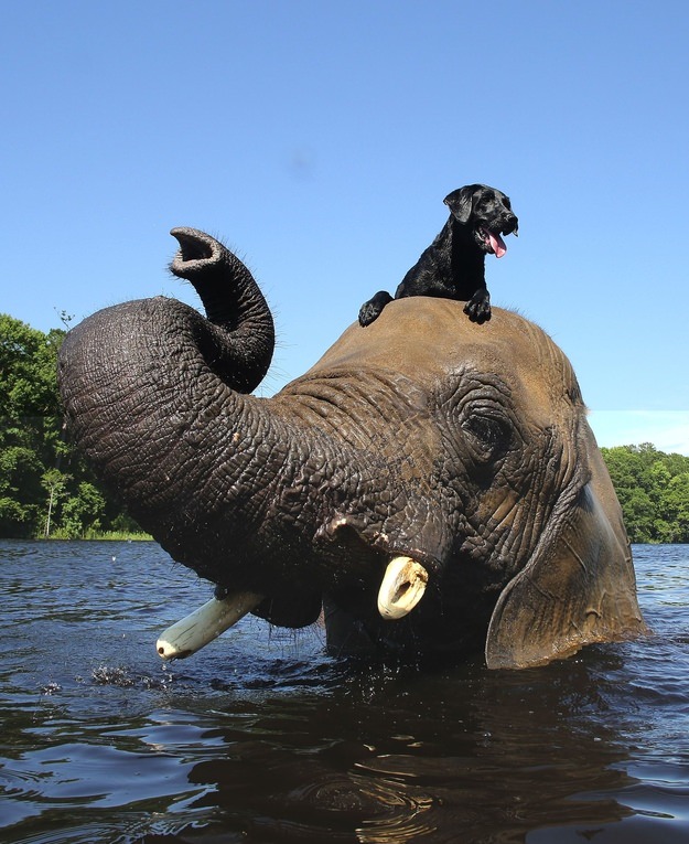 ElephantandDog